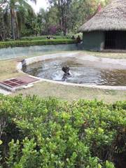 Hippopotamidae