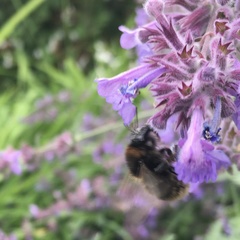Bombus subterraneus