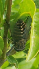 Tabanus sudeticus