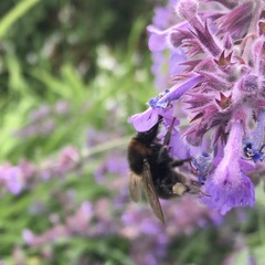 Bombus subterraneus