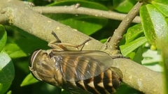 Tabanus sudeticus