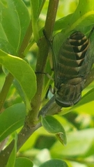Tabanus sudeticus