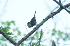 Thryophilus pleurostictus