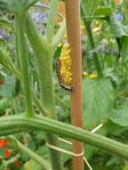 Pieris brassicae