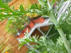 Pieris brassicae