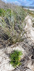 Spinifex hirsutus
