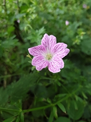 Geranium × oxonianum