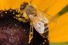 Apis mellifera