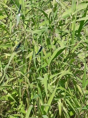 Calopteryx splendens
