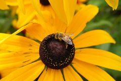 Apis mellifera
