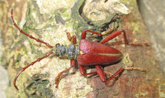 Akimerus schaefferi