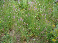 Astragalus sulcatus