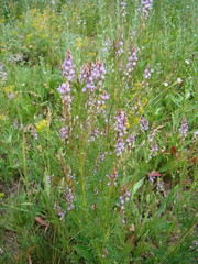Astragalus sulcatus
