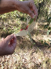 Tropidoderus childrenii