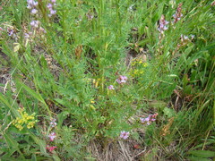 Astragalus sulcatus