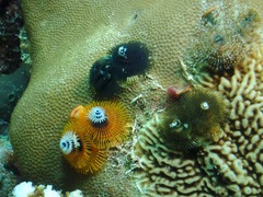 Spirobranchus corniculatus