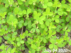 Kummerowia stipulacea