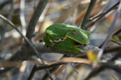 Hyla gratiosa