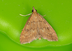 Udea fulvalis