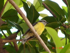 Coereba flaveola