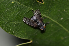 Platystoma seminationis