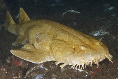Spotted Wobbegong photo 4