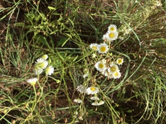 Aphanostephus ramosissimus