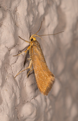 Crassa unitella