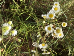 Aphanostephus ramosissimus