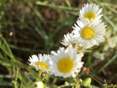 Aphanostephus ramosissimus