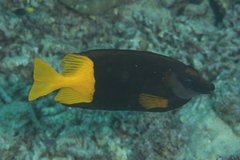 Siganus uspi