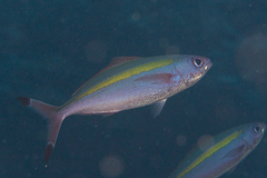 Pterocaesio lativittata