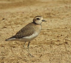 Charadrius asiaticus