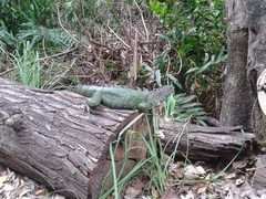Iguana iguana