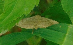 Zanclognatha pedipilalis