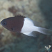 Pacific Half-and-half Chromis - Photo (c) Mark Rosenstein, some rights reserved (CC BY-NC), uploaded by Mark Rosenstein