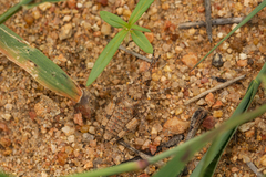 Chrotogonus hemipterus