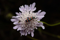 Trichodes leucopsideus