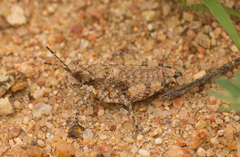 Chrotogonus hemipterus
