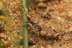 Chrotogonus hemipterus