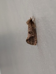 Acrolophus texanella