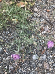 Centaurea borysthenica