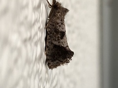 Acrolophus texanella