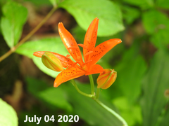 Lilium distichum
