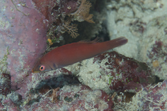 Pseudocheilinus evanidus