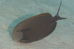 Acanthurus nigricauda