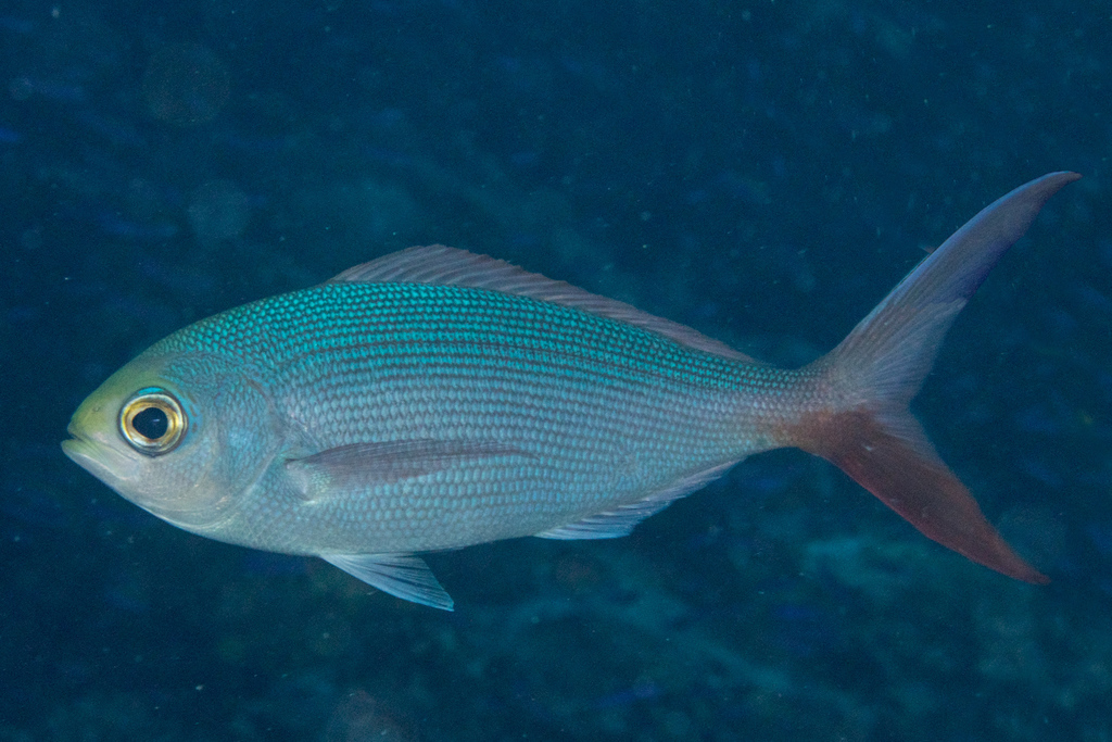 Dusky snapper (Paracaesio sordida) — Lutjanidae