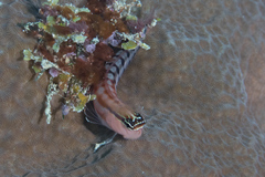 Ecsenius fijiensis