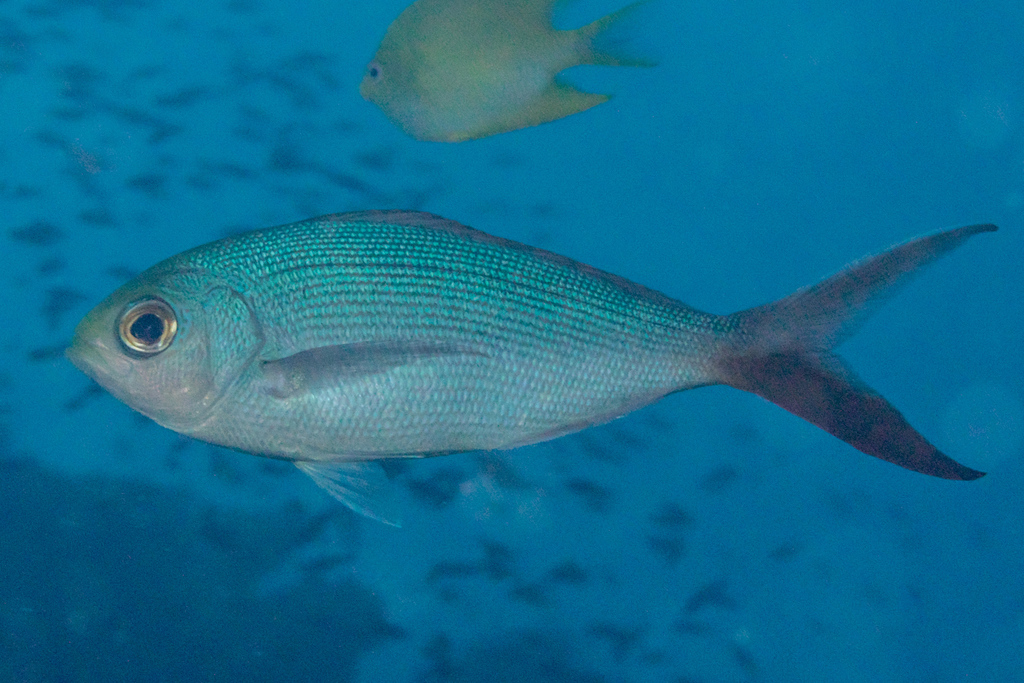 Blue Snapper
