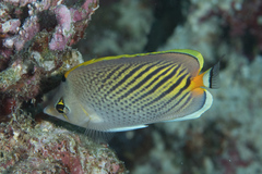 Chaetodon pelewensis